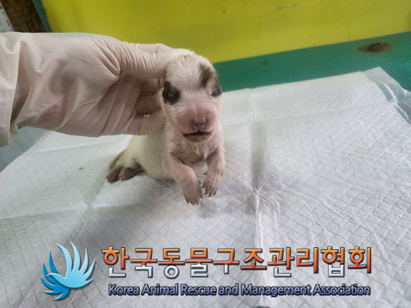 종료(자연사) 믹스…